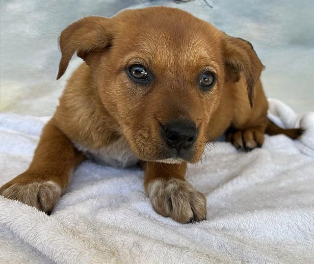 POLO, Adoptable, Puppy Male Australian Cattle Dog / Blue Heeler & German Shepherd Dog.