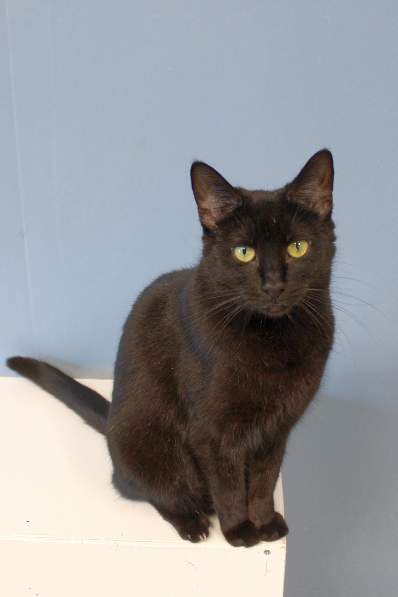 Victoria, a Adoptable Domestic Short Hair in Urbana, OH image 5/6