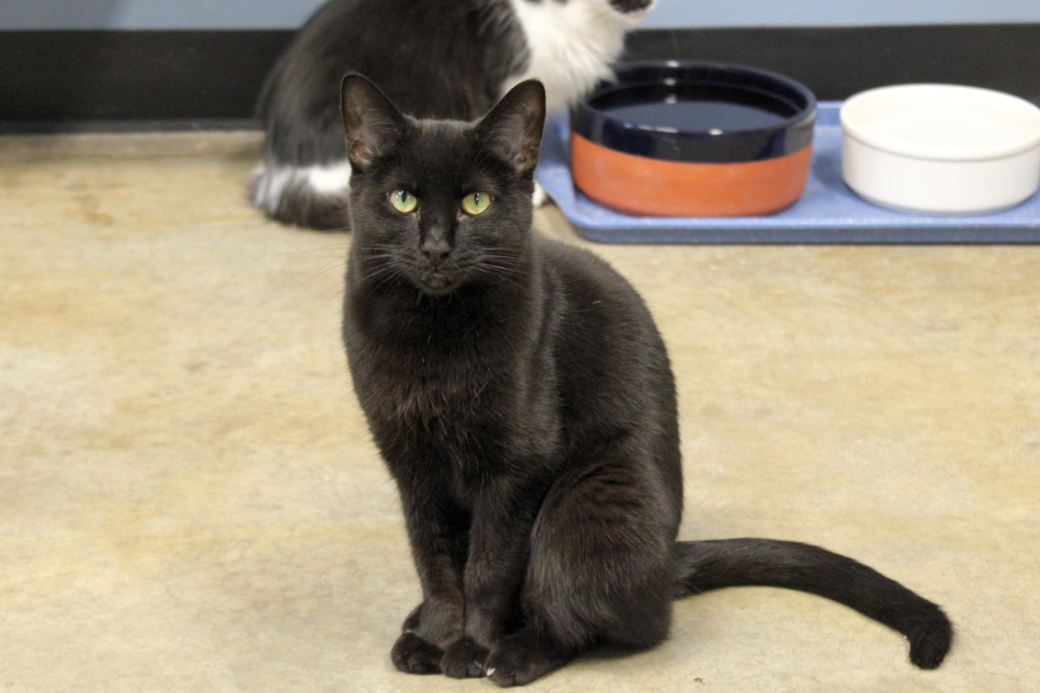 Victoria, Adoptable, Adult Female Domestic Short Hair.
