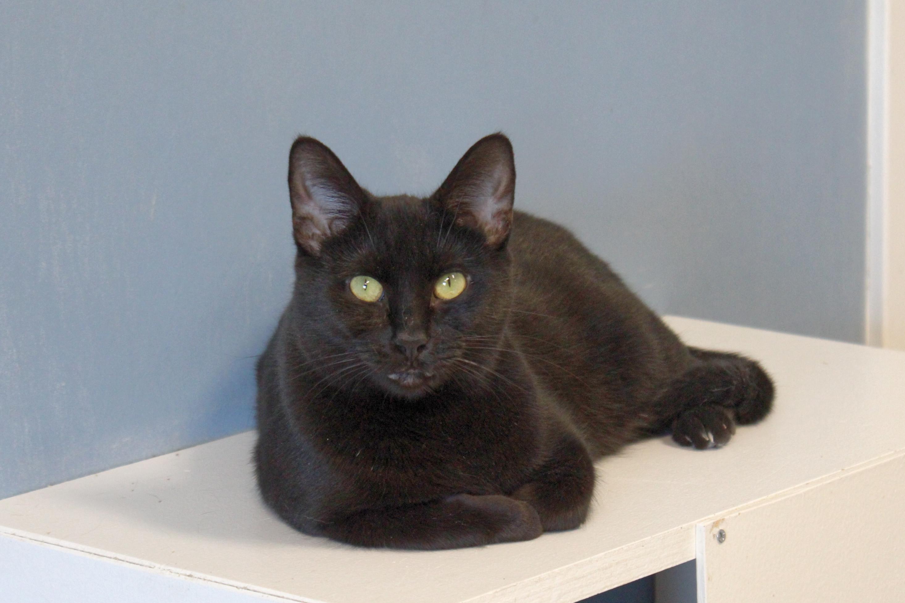 Victoria, a Adoptable Domestic Short Hair in Urbana, OH image 4/6