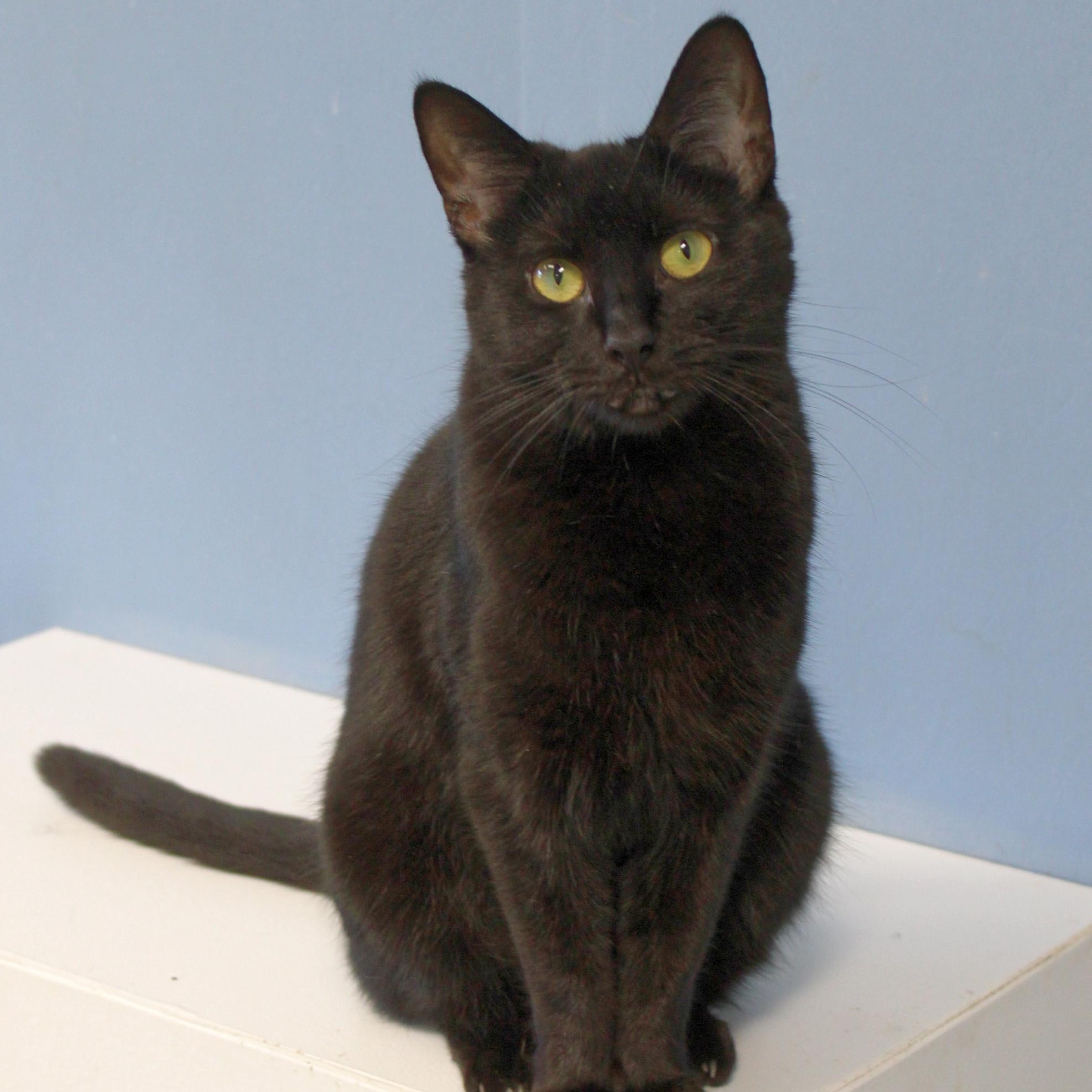 Victoria, a Adoptable Domestic Short Hair in Urbana, OH image 2/6