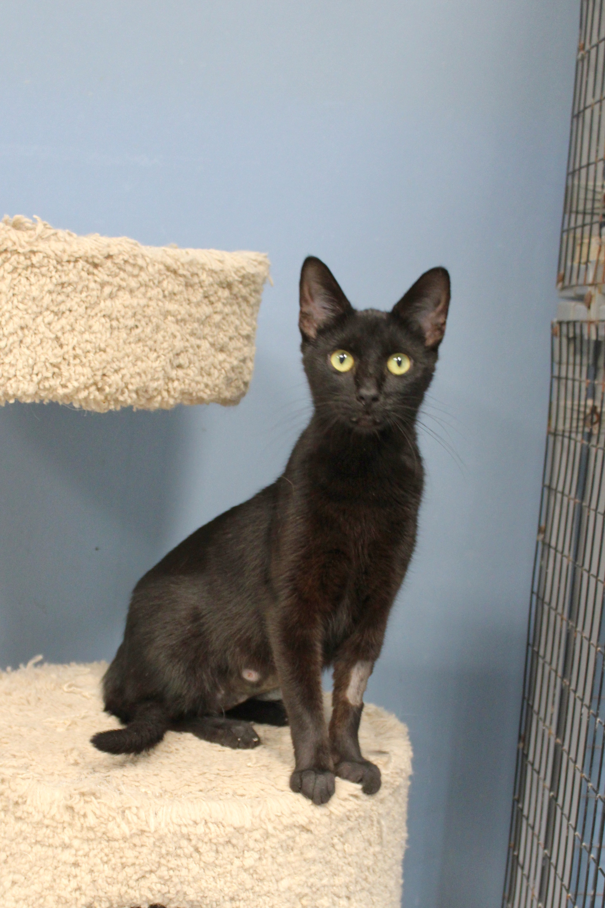 Victoria, a Adoptable Domestic Short Hair in Urbana, OH image 3/6