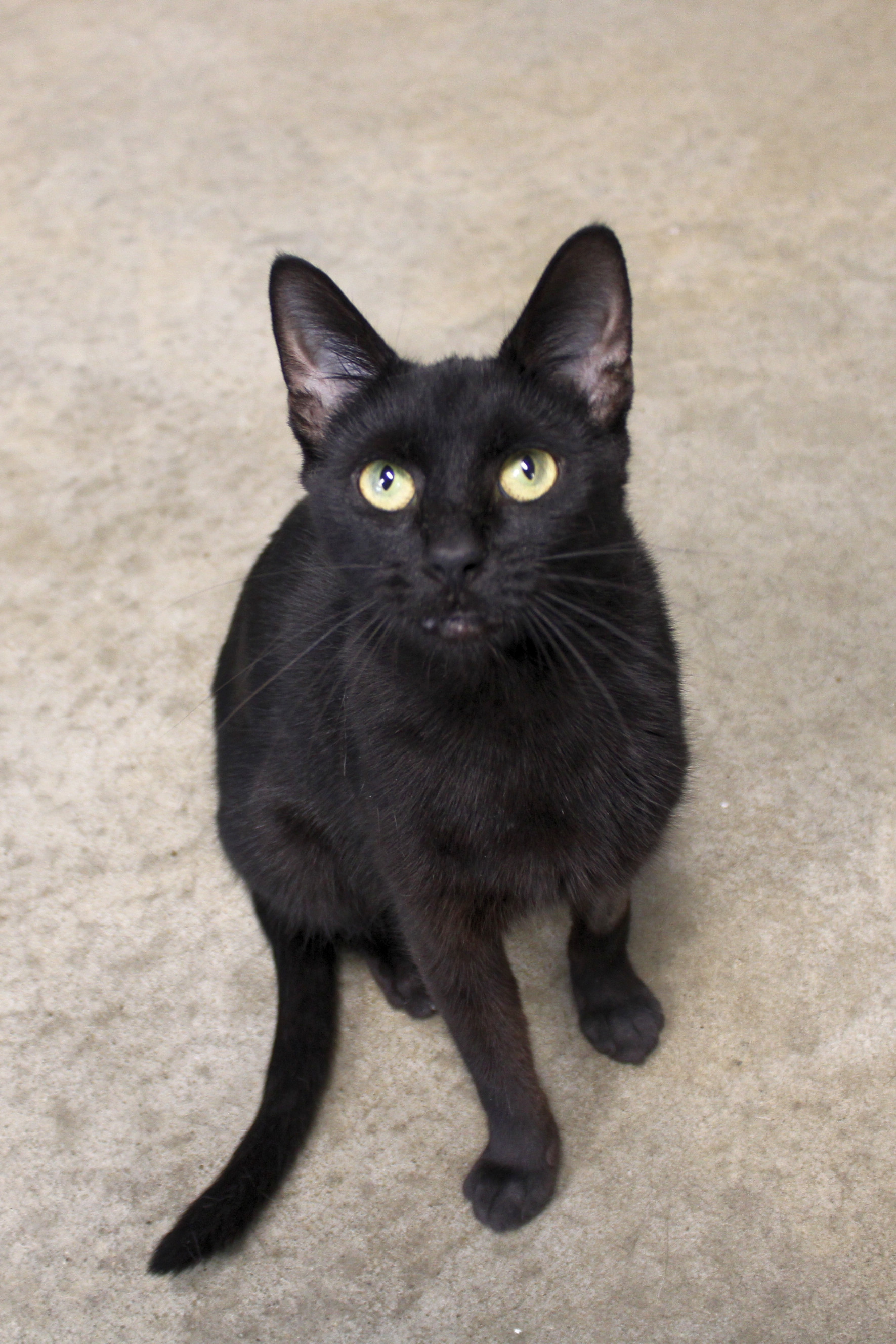 Victoria, a Adoptable Domestic Short Hair in Urbana, OH image 6/6