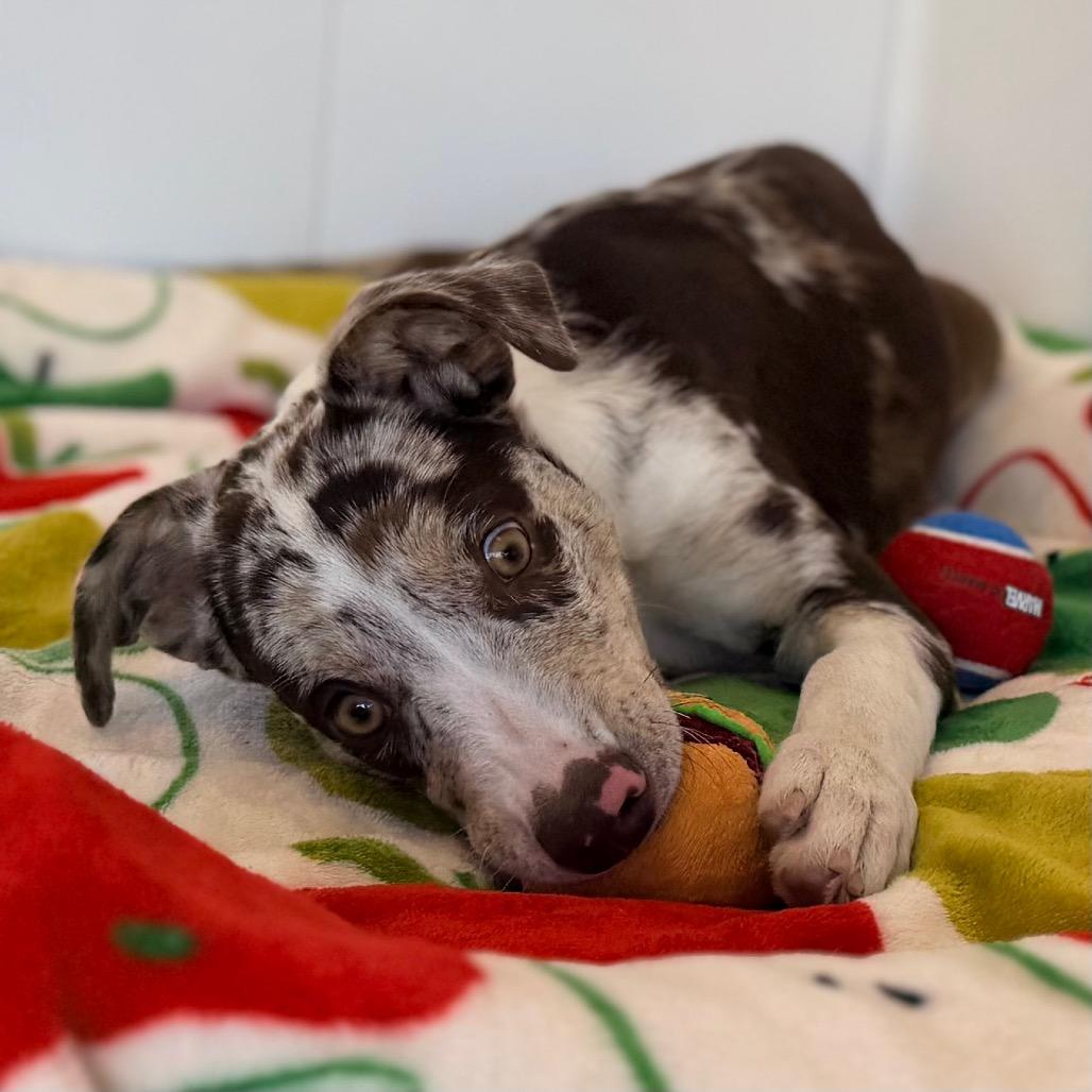 Gianna, Adoptable, Puppy Female Catahoula Leopard Dog & Mixed Breed.
