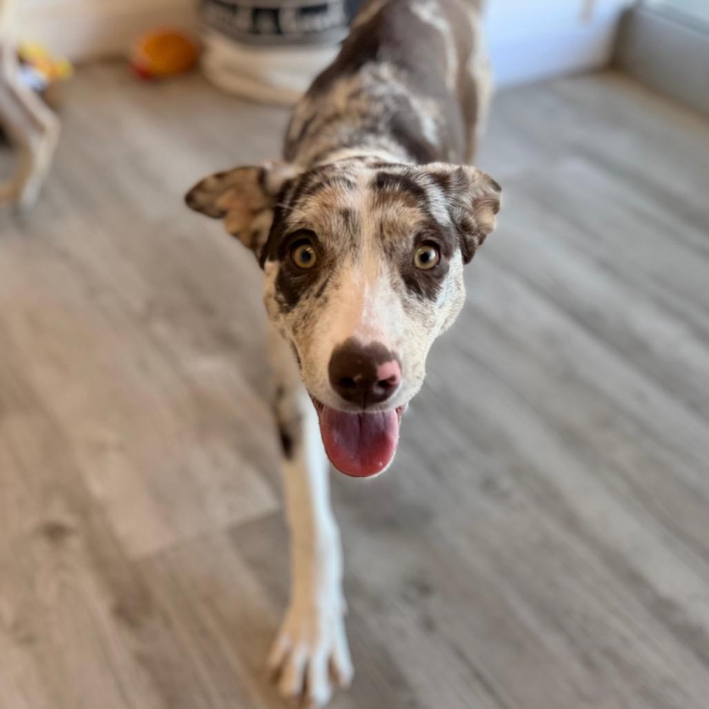 Enlarge Gianna, a Adoptable mixed breed in Green Bay, WI image 3/5