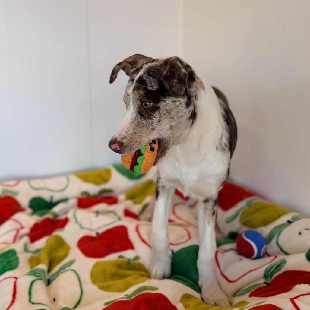 Enlarge Gianna, a Adoptable mixed breed in Green Bay, WI image 4/5