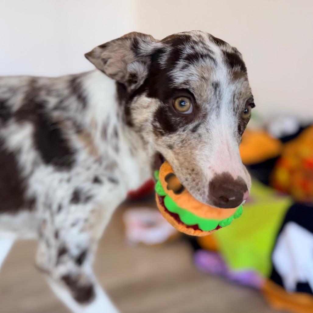 Enlarge Gianna, a Adoptable mixed breed in Green Bay, WI image 5/5