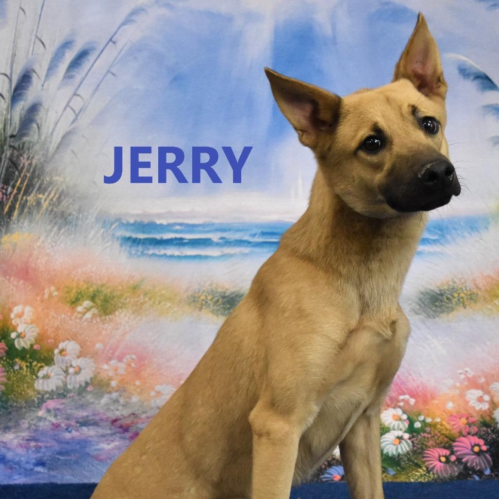 Enlarge Jerry, a Adoptable mixed breed in Yuma, AZ image 1/2