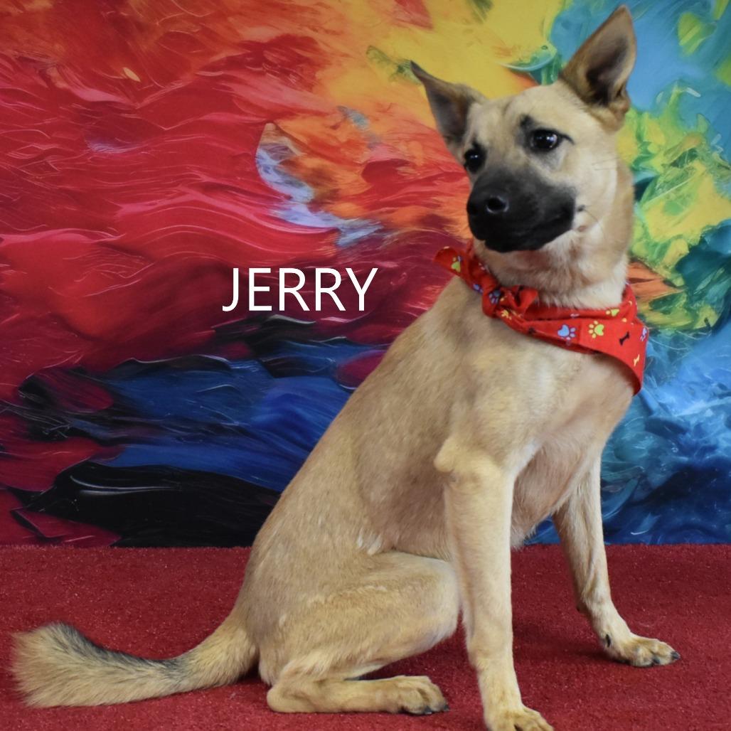 Jerry, a Adoptable mixed breed in Yuma, AZ image 2/5