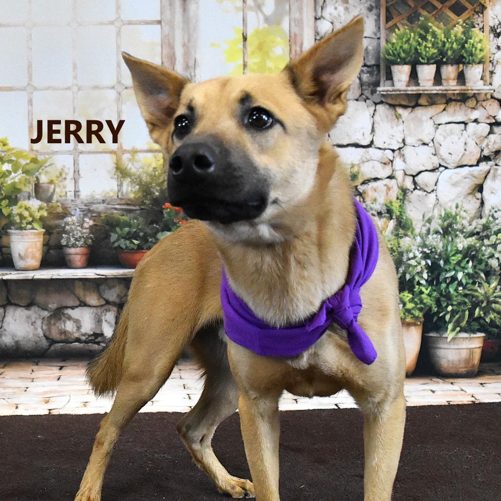 Enlarge Jerry, a Adoptable mixed breed in Yuma, AZ image 2/2