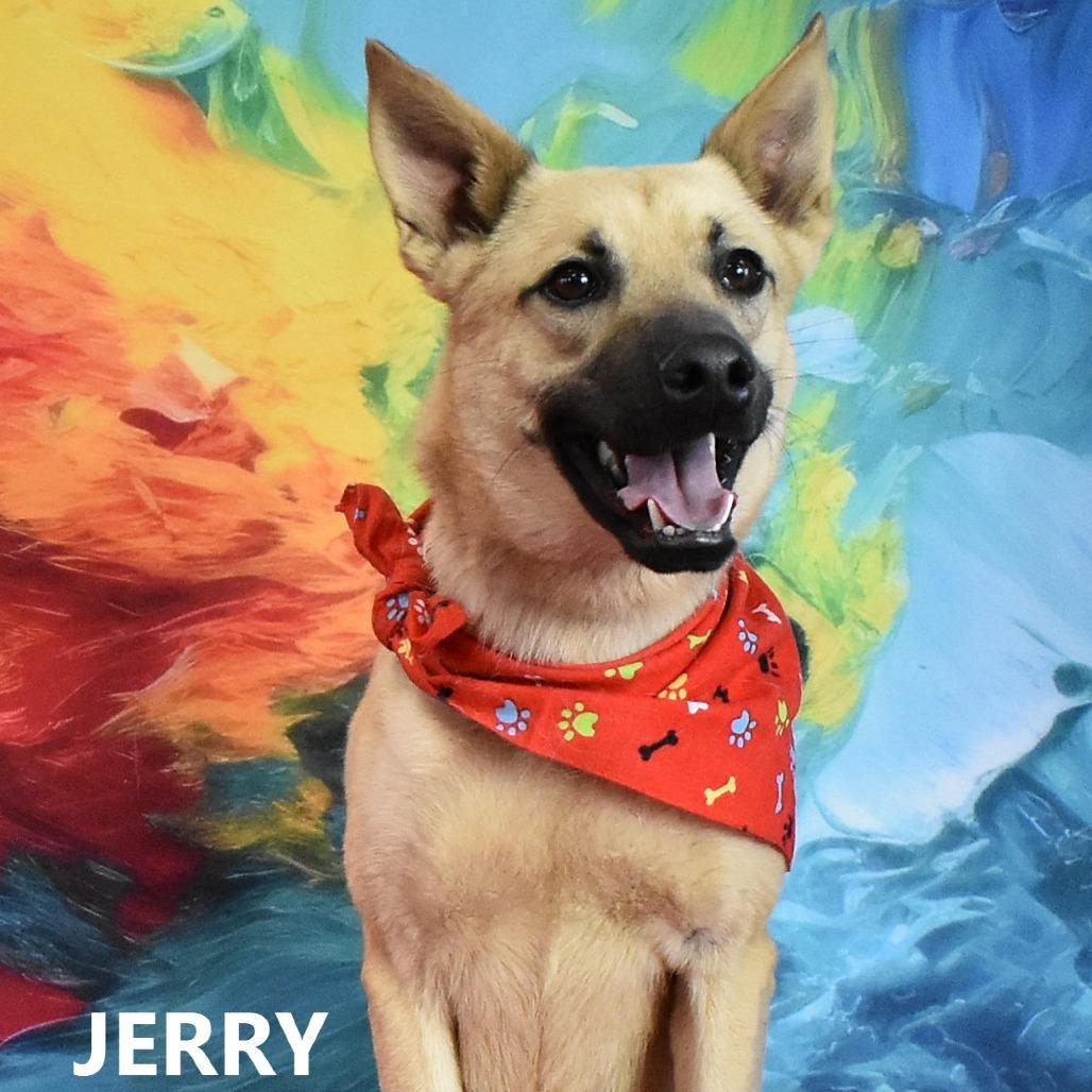 Jerry, a Adoptable mixed breed in Yuma, AZ image 4/5