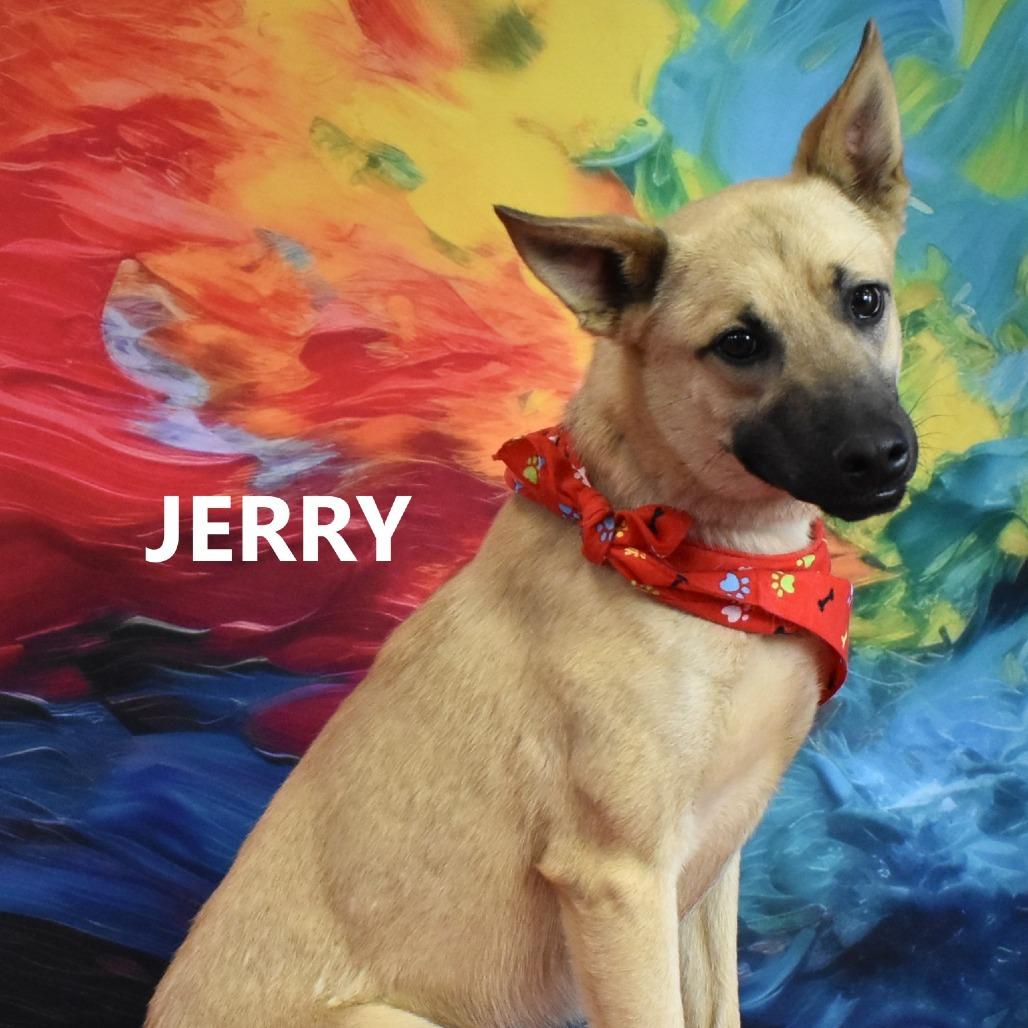 Jerry, a Adoptable mixed breed in Yuma, AZ image 5/5