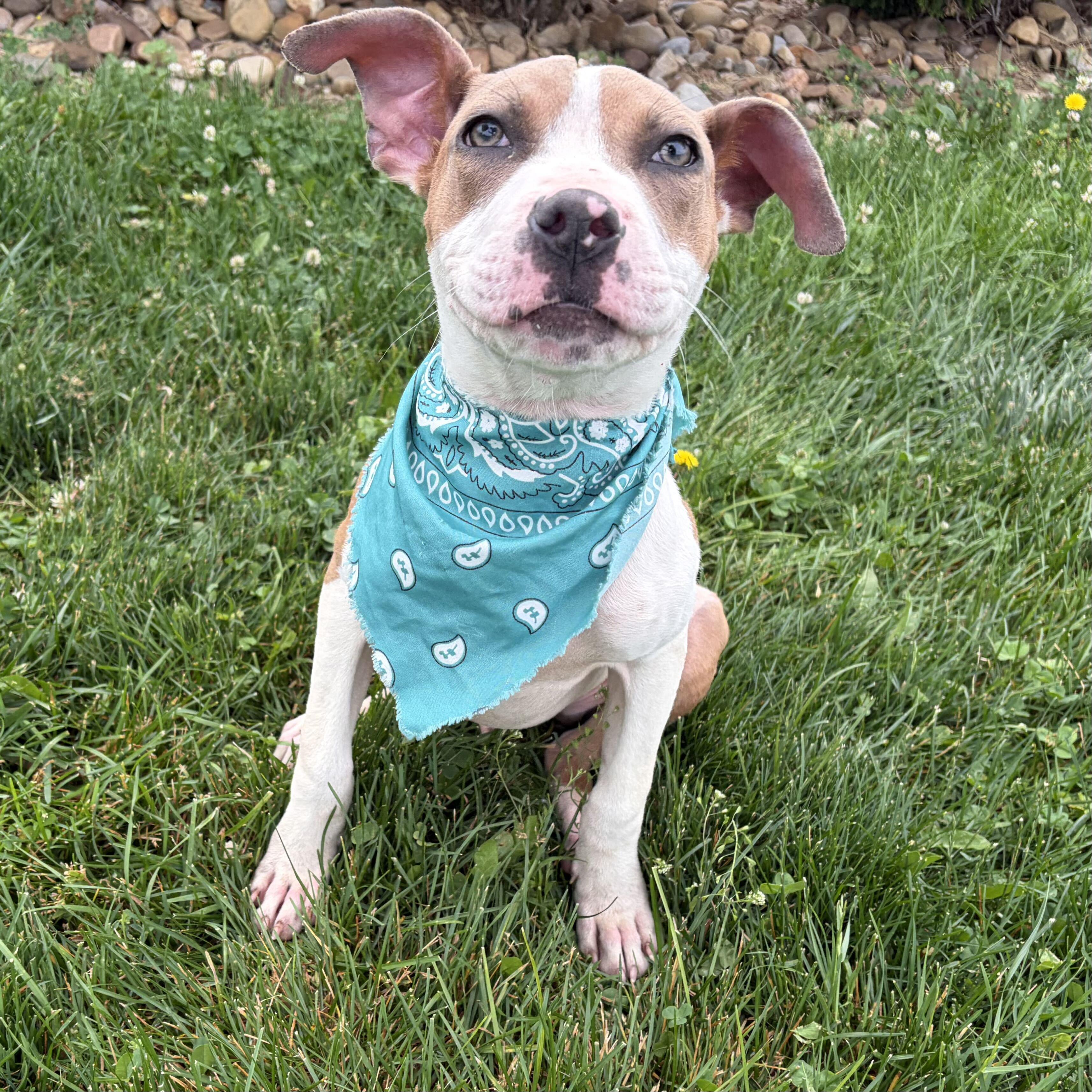 Clyde, a ADOPTABLE Mixed Breed in Canal Winchester, OH image 2/4