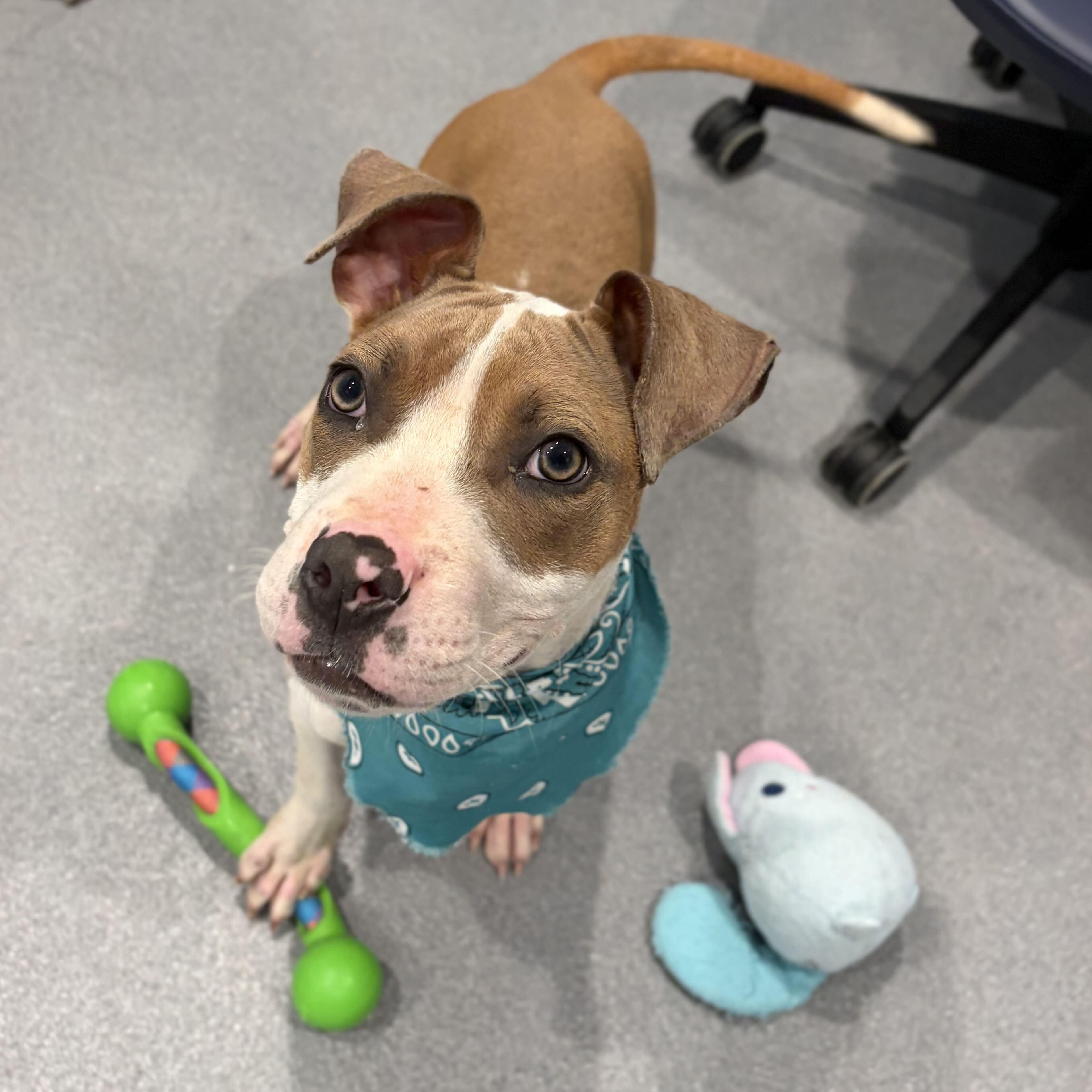 Clyde, a ADOPTABLE Mixed Breed in Canal Winchester, OH image 3/4