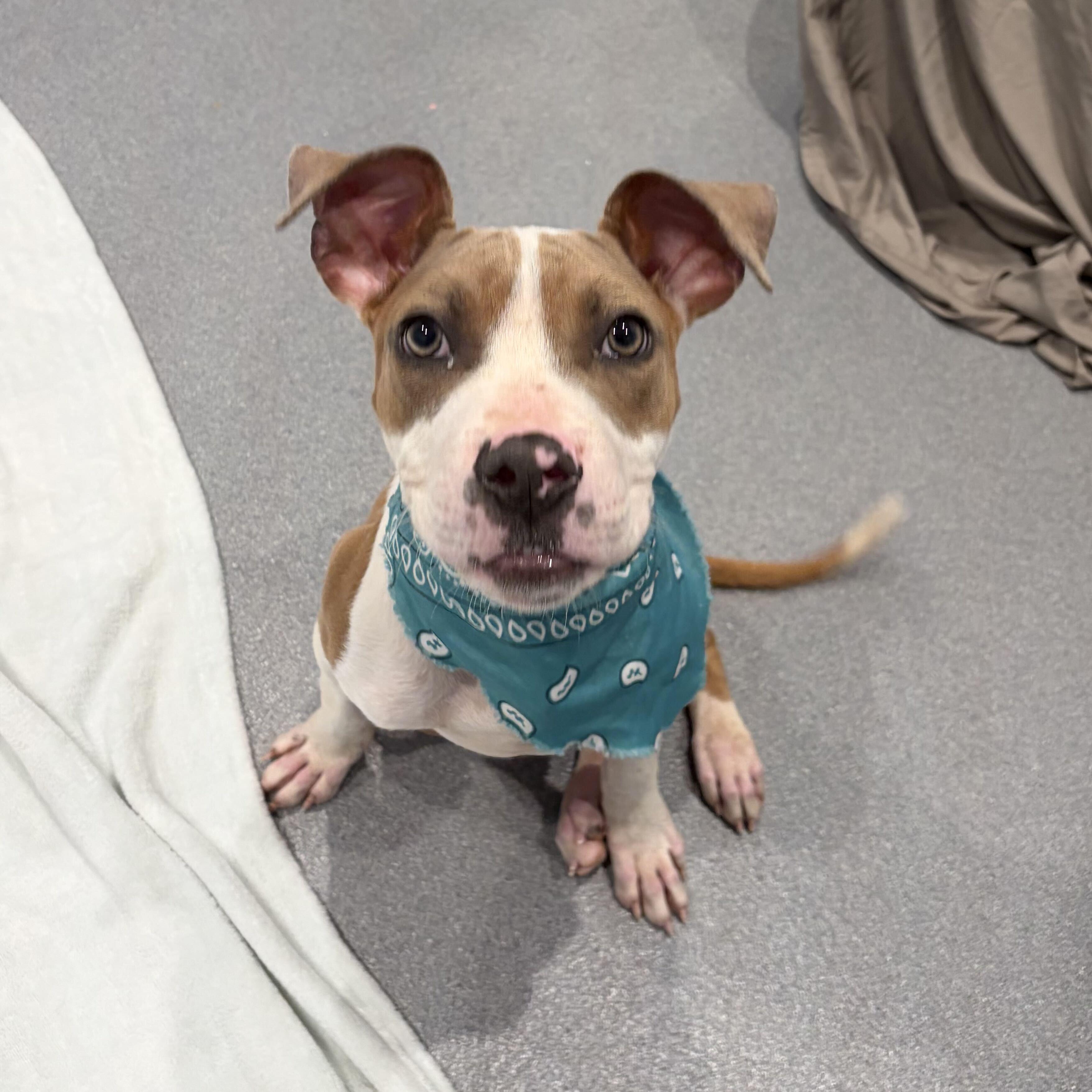 Clyde, ADOPTABLE, Young Male Mixed Breed.