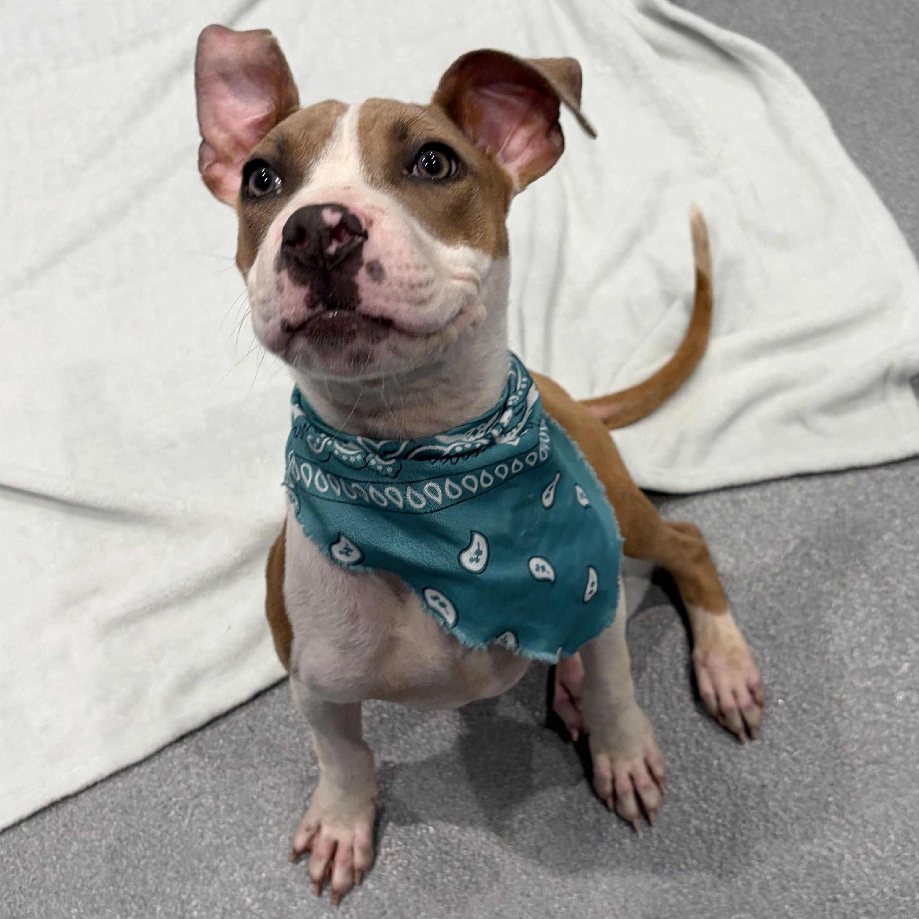 Clyde, a ADOPTABLE Mixed Breed in Canal Winchester, OH image 4/4