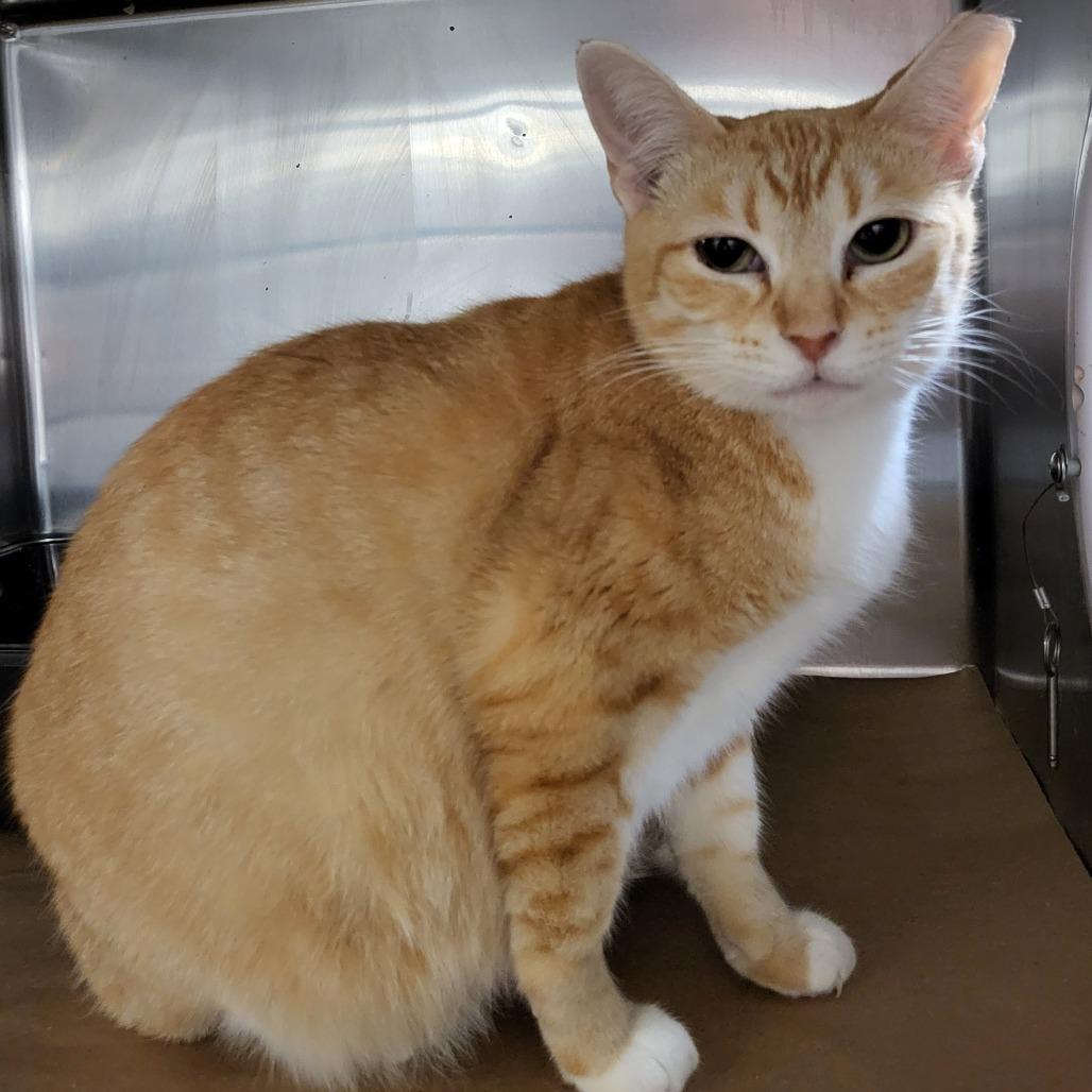 Leah, Adoptable, Adult Female Domestic Short Hair.