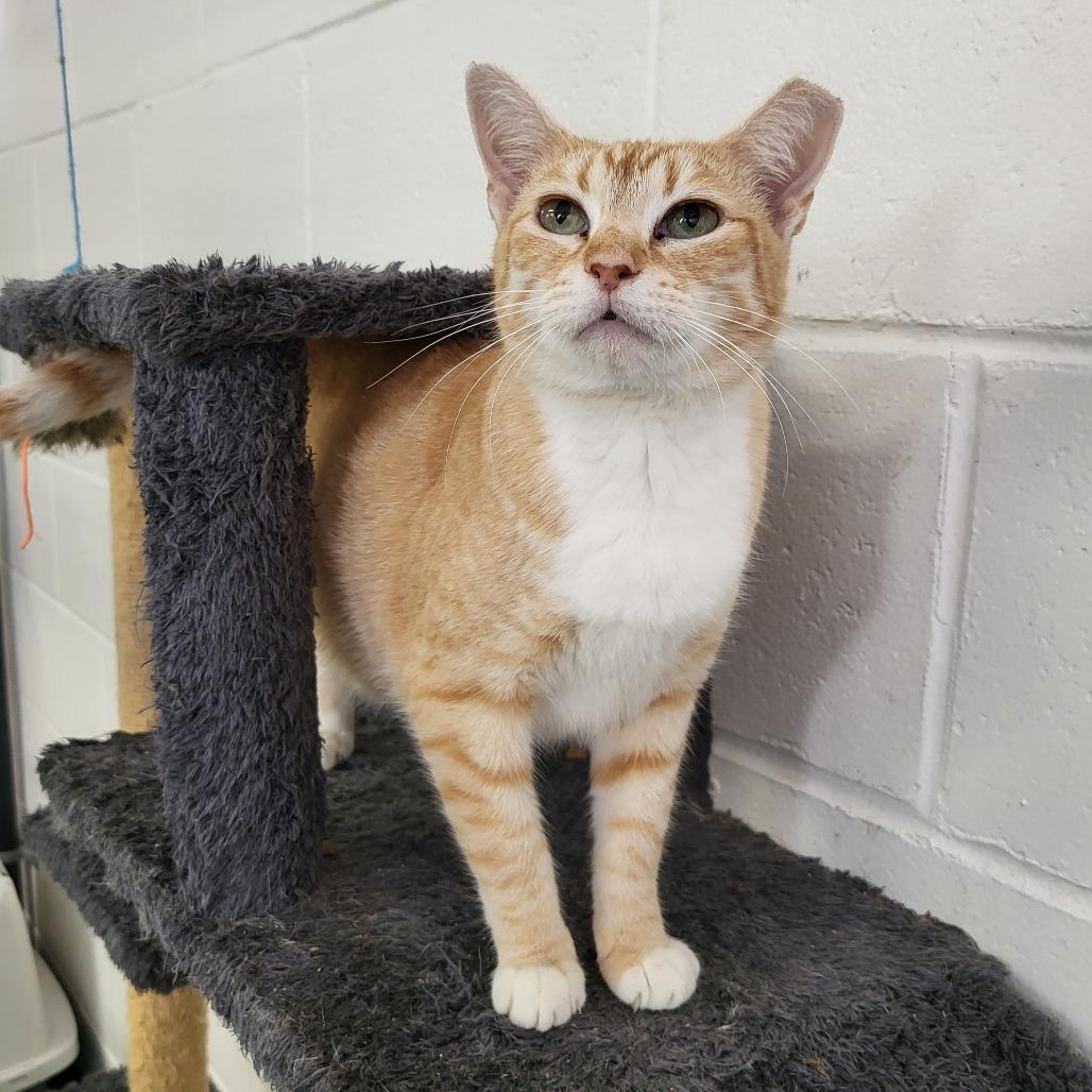 Enlarge Leah, a Adoptable Domestic Short Hair in Lake Panasoffkee, FL image 2/3