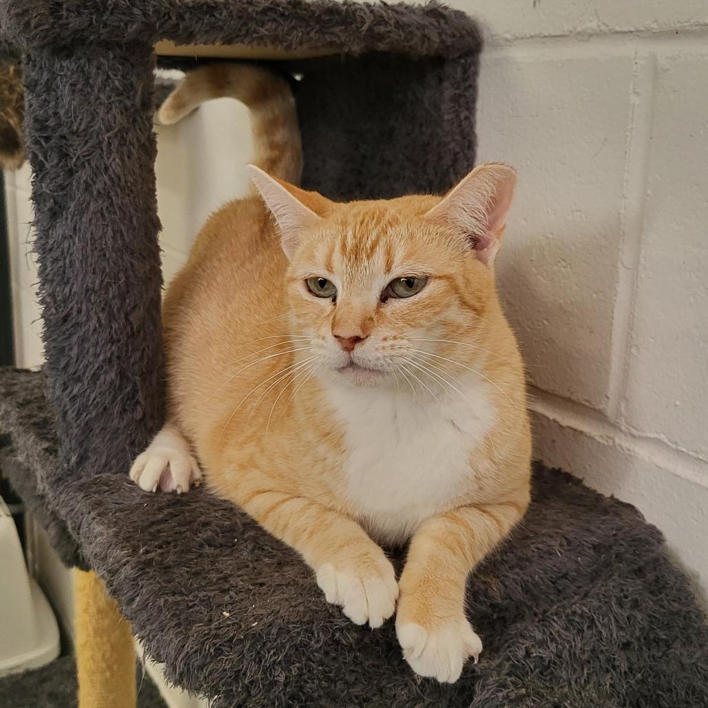 Enlarge Leah, a Adoptable Domestic Short Hair in Lake Panasoffkee, FL image 3/3