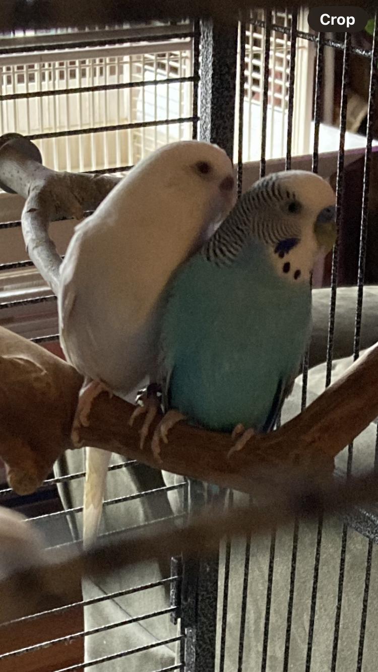 Enlarge Keelie and Haku, a Adoptable Budgie / Budgerigar in Belford, NJ image 1/1