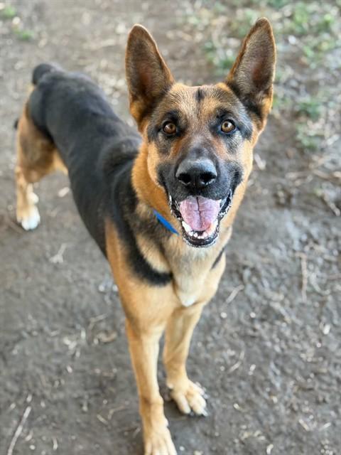 Enlarge SAMPSON, a Adoptable mixed breed in Riverside, CA image 1/1