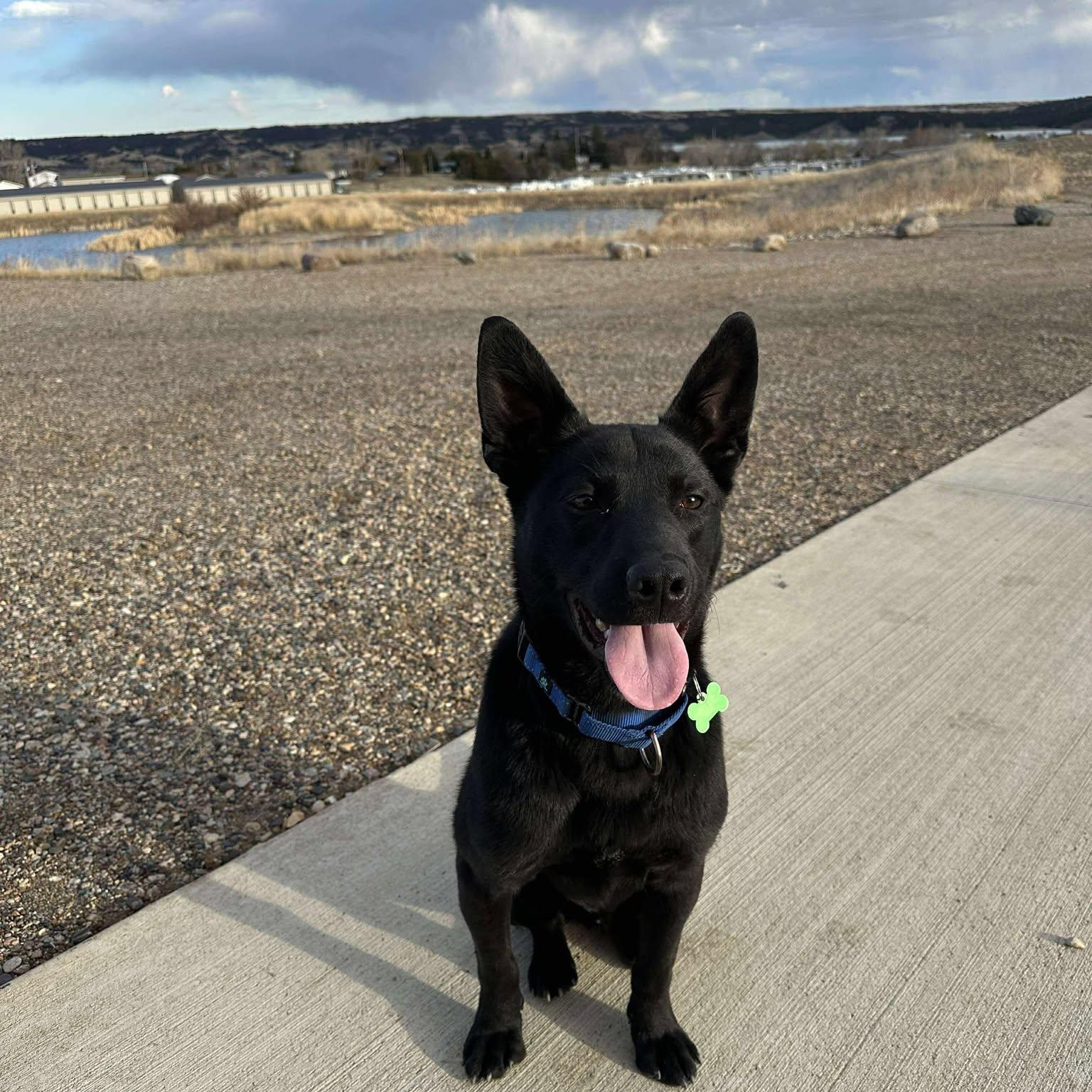 Hero, a Adoptable Mixed Breed in Sioux Falls, SD image 3/6