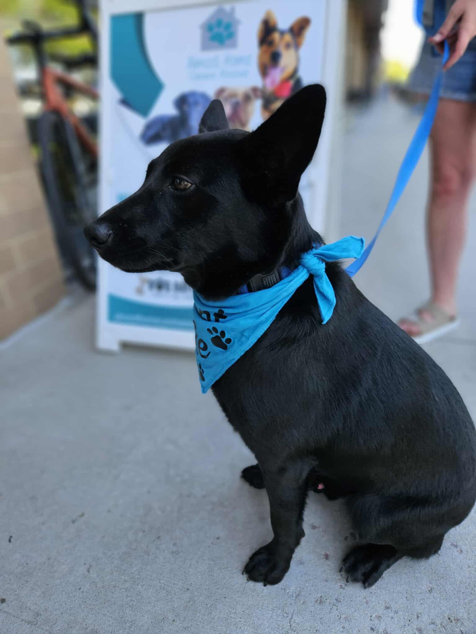 Hero, an adoptable Mixed Breed in Sioux Falls, SD, 57109 | Photo Image 2