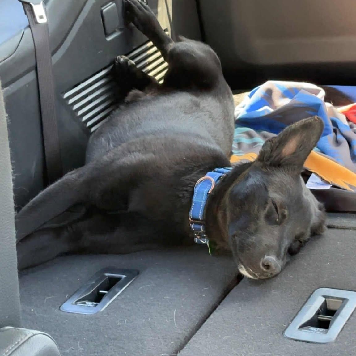 Hero, an adoptable Mixed Breed in Sioux Falls, SD, 57109 | Photo Image 5