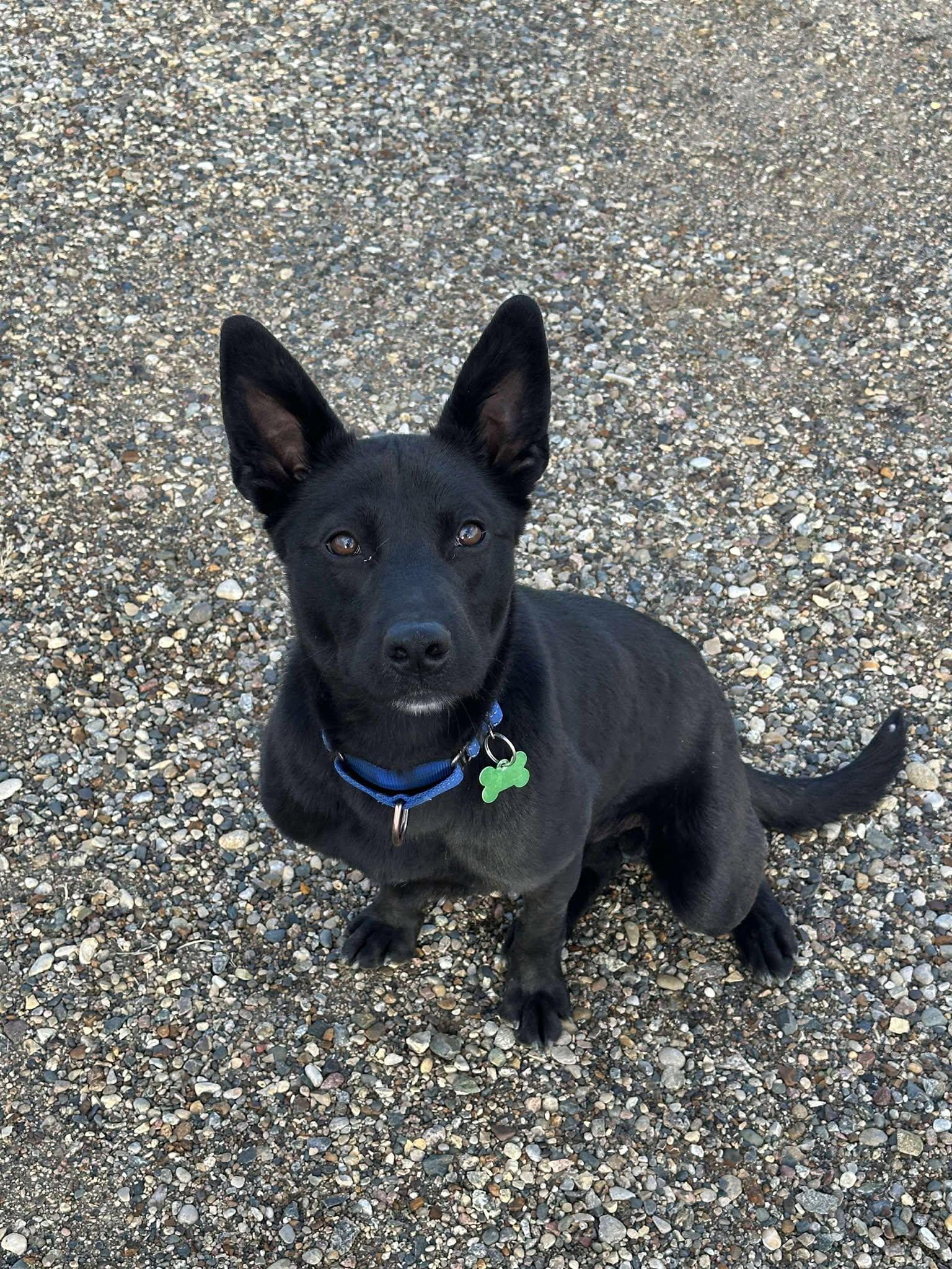 Hero, an adoptable Mixed Breed in Sioux Falls, SD, 57109 | Photo Image 4