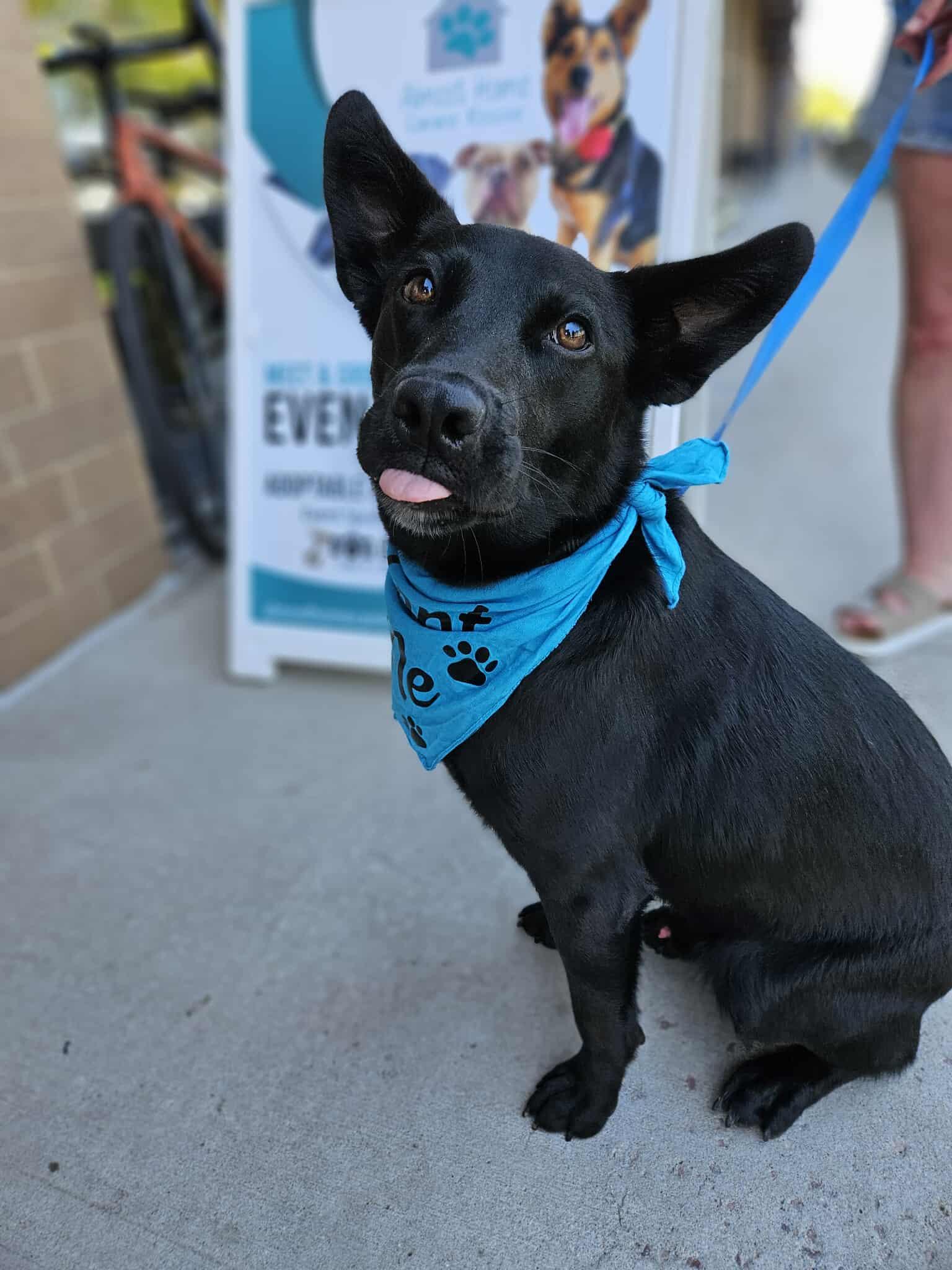 Hero, a Adoptable Mixed Breed in Sioux Falls, SD image 1/6