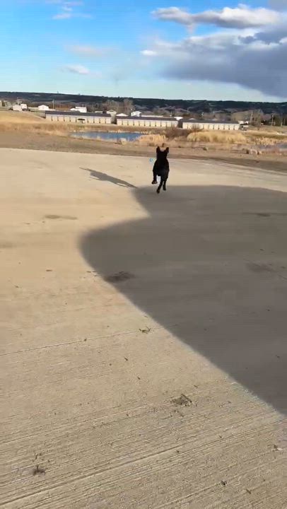 Enlarge Hero, a Adoptable Mixed Breed in Sioux Falls, SD video 6/6