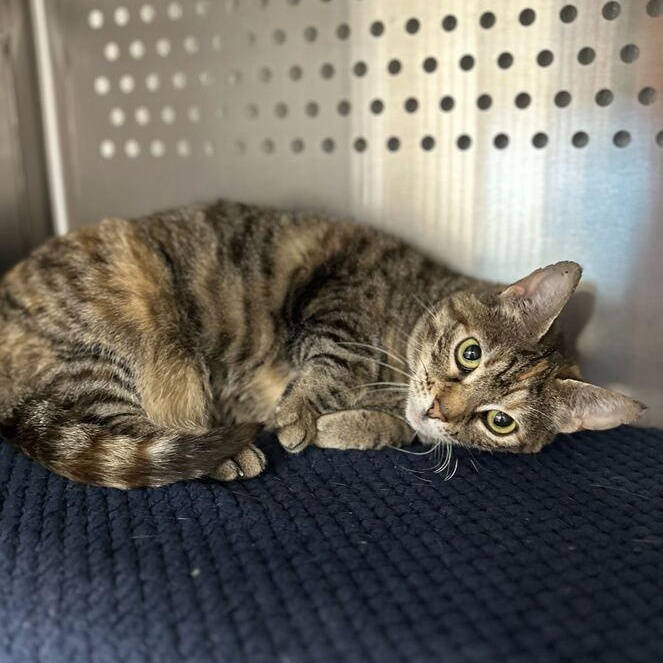 Enlarge Dracula, an adoptable Domestic Short Hair in Jackson, MI image 2/6