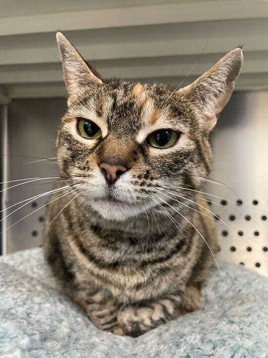 Enlarge Dracula, an adoptable Domestic Short Hair in Jackson, MI image 3/6