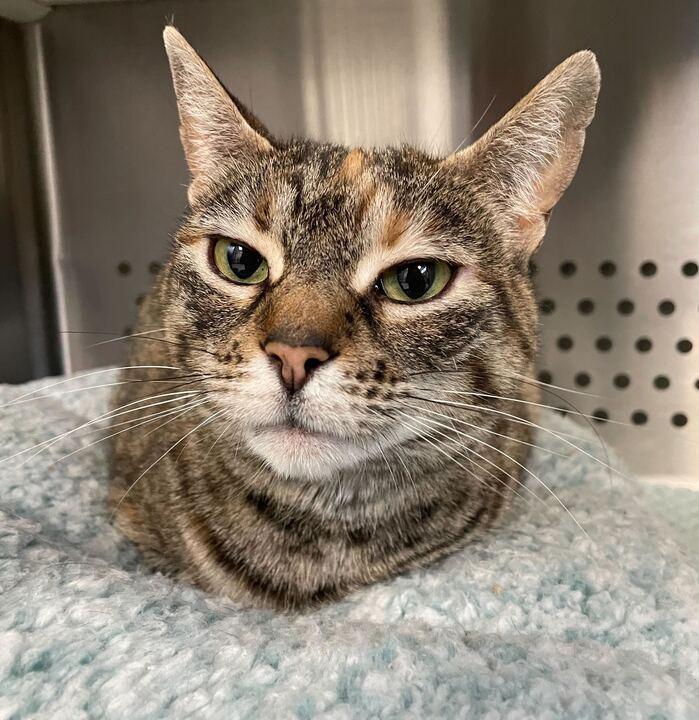 Enlarge Dracula, an adoptable Domestic Short Hair in Jackson, MI image 1/6