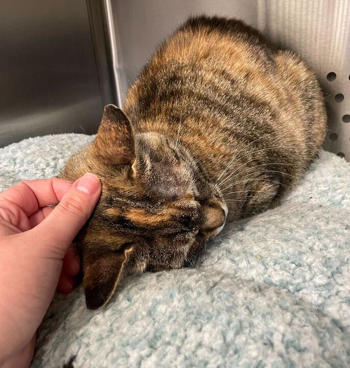 Enlarge Dracula, an adoptable Domestic Short Hair in Jackson, MI image 5/6