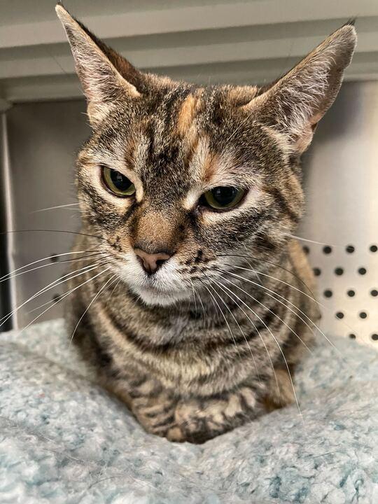 Enlarge Dracula, an adoptable Domestic Short Hair in Jackson, MI image 4/6