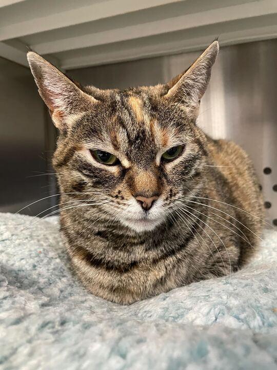 Enlarge Dracula, an adoptable Domestic Short Hair in Jackson, MI image 6/6