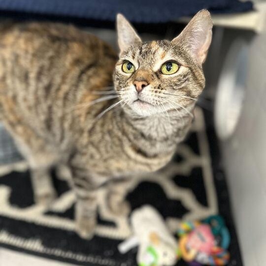 Enlarge Dracula, an adoptable Domestic Short Hair in Jackson, MI image 1/6