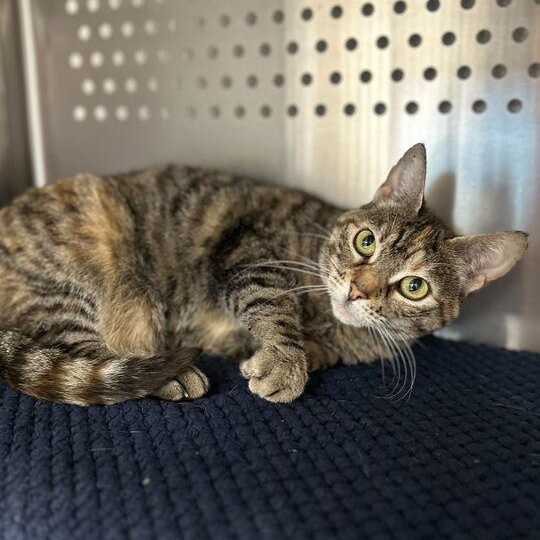 Enlarge Dracula, an adoptable Domestic Short Hair in Jackson, MI image 3/6