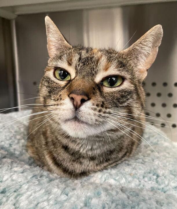 Enlarge Dracula, an adoptable Domestic Short Hair in Jackson, MI image 2/6