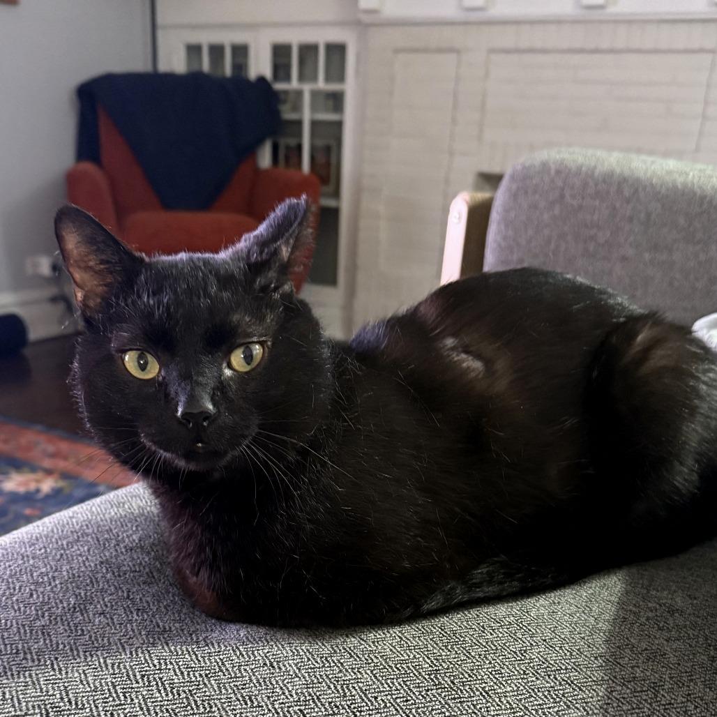 Enlarge Dash, a Adoptable Domestic Short Hair in Chicago, IL image 1/6