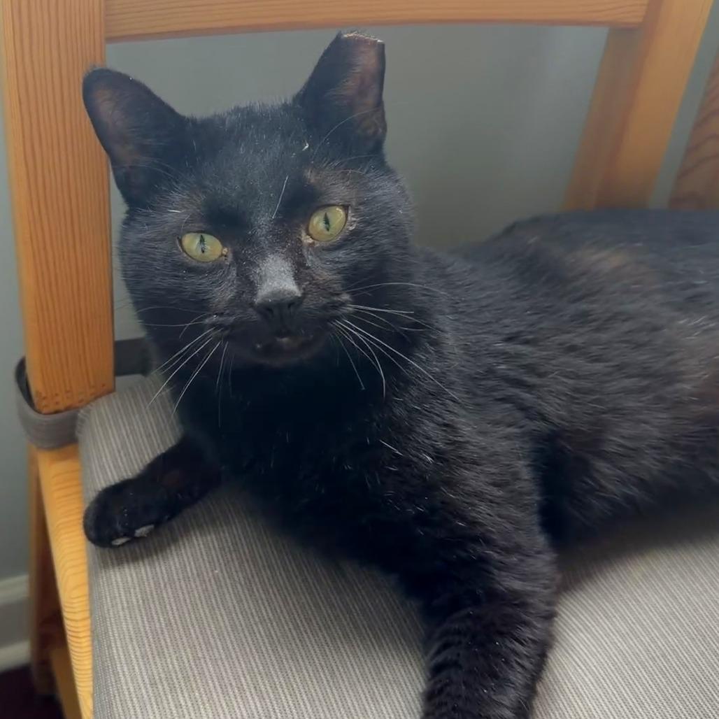 Enlarge Dash, a Adoptable Domestic Short Hair in Chicago, IL image 2/6