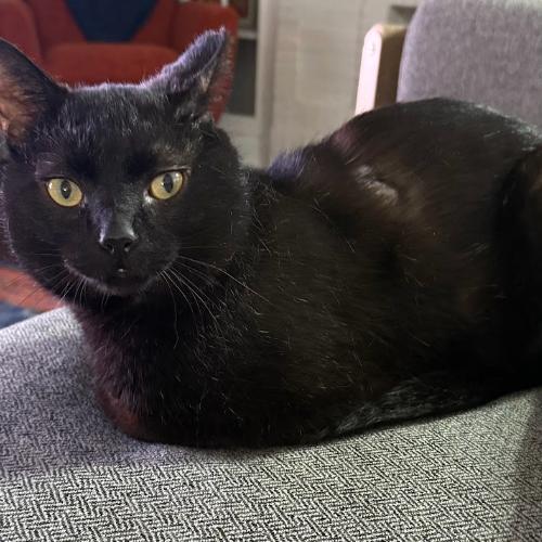 Enlarge Dash, a Adoptable Domestic Short Hair in Chicago, IL image 3/6