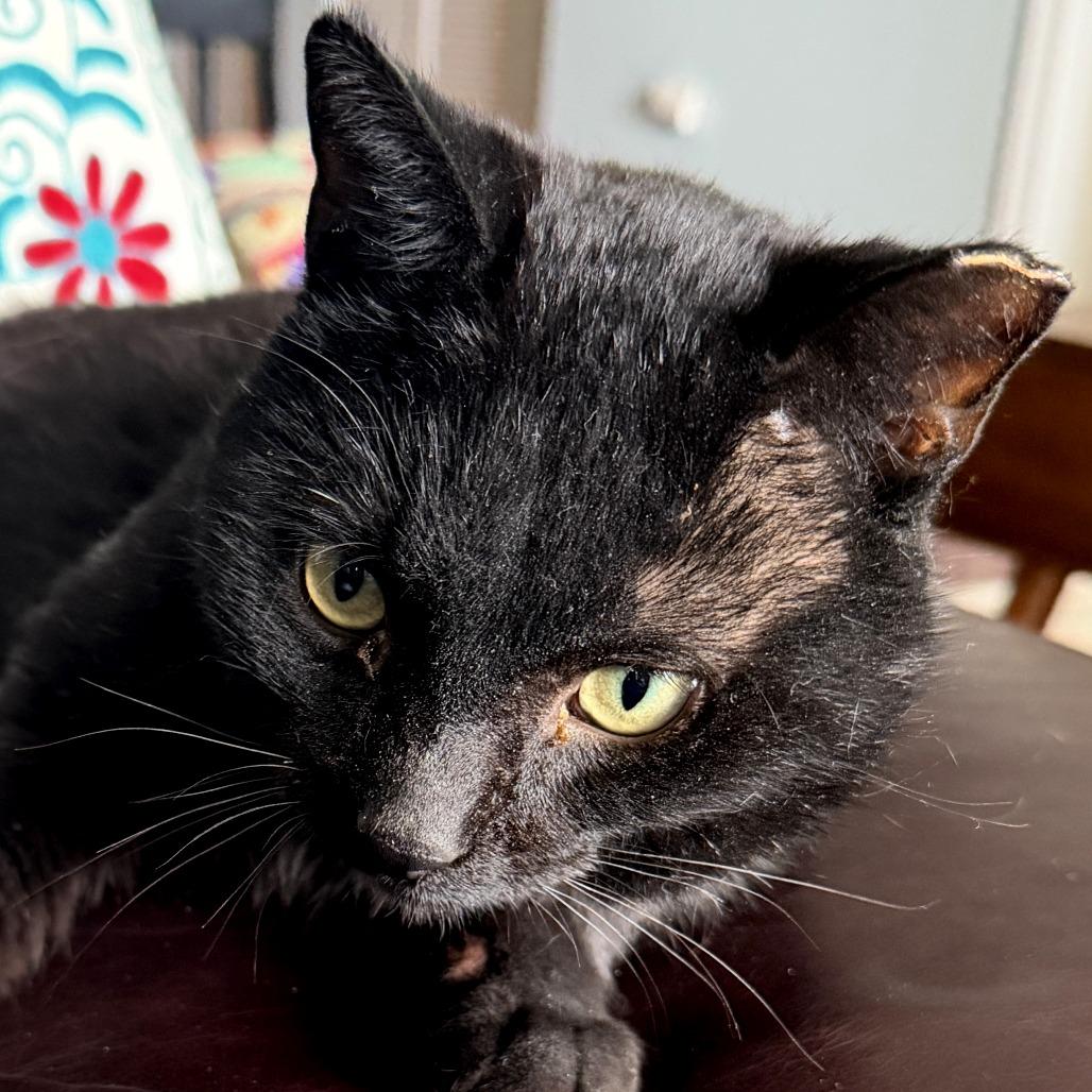 Enlarge Dash, a Adoptable Domestic Short Hair in Chicago, IL image 4/6