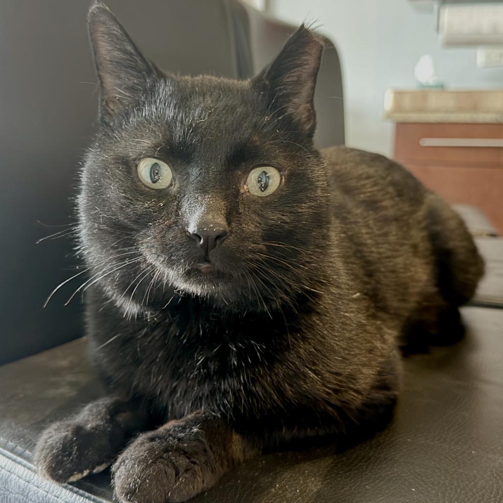 Enlarge Dash, a Adoptable Domestic Short Hair in Chicago, IL image 5/6