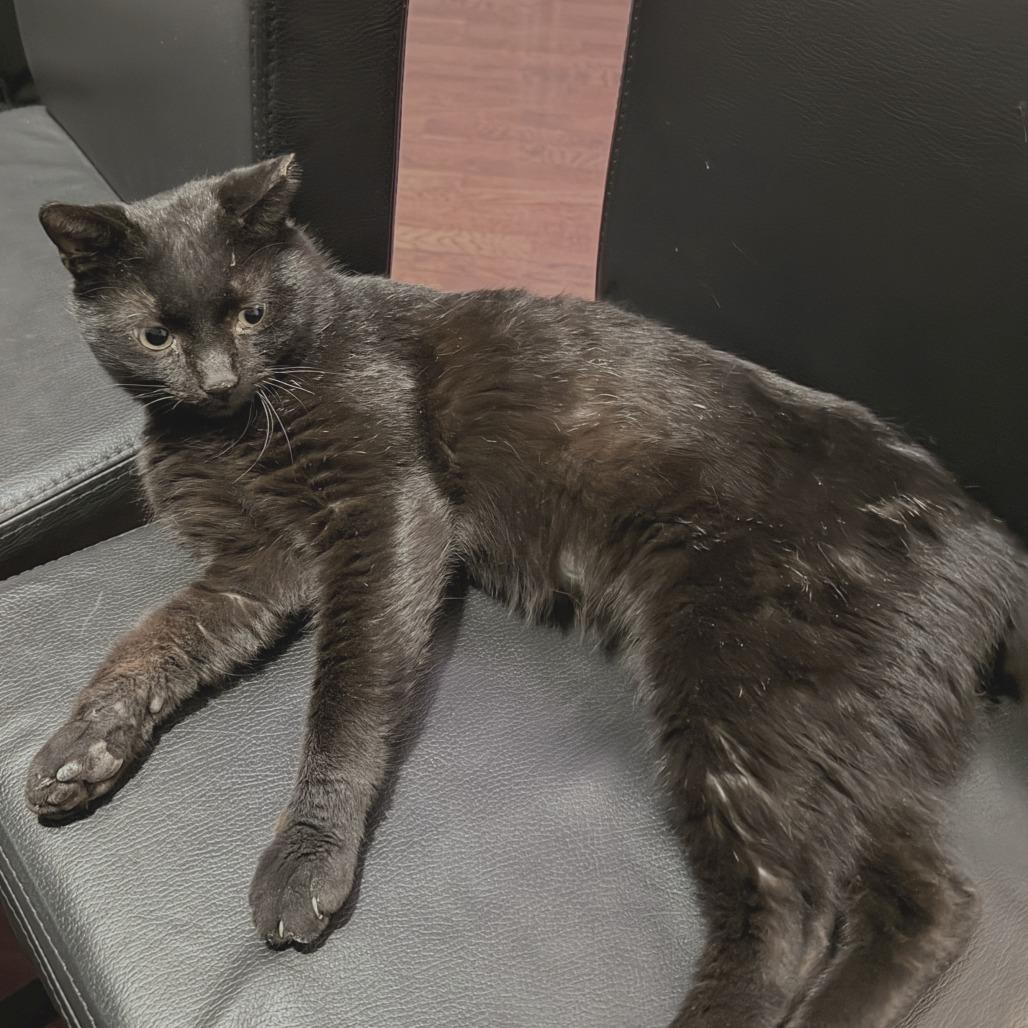 Enlarge Dash, a Adoptable Domestic Short Hair in Chicago, IL image 6/6