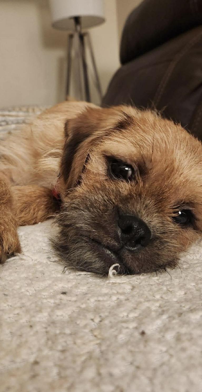 Enlarge Alfalfa, a ADOPTABLE mixed breed in Kannapolis, NC image 3/3