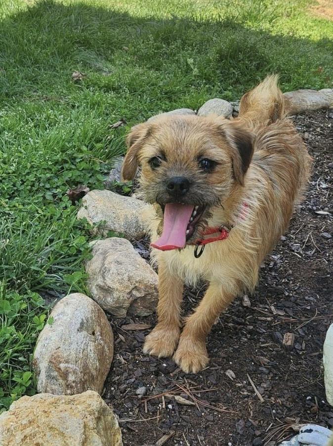 Alfalfa, ADOPTABLE, Puppy Male Pug.