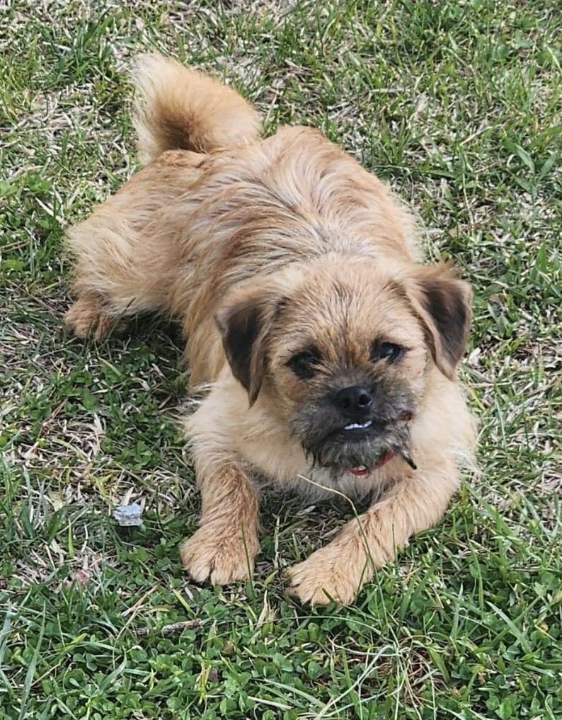 Enlarge Alfalfa, a ADOPTABLE mixed breed in Kannapolis, NC image 2/3