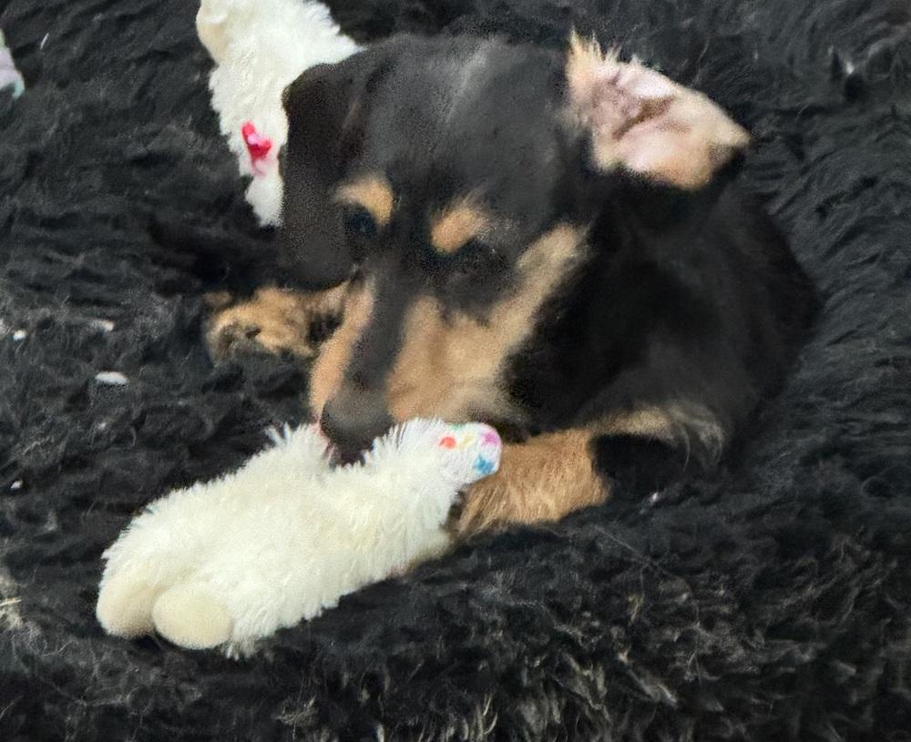 Dachshund- Willow, Adoptable, Young Female Dachshund.